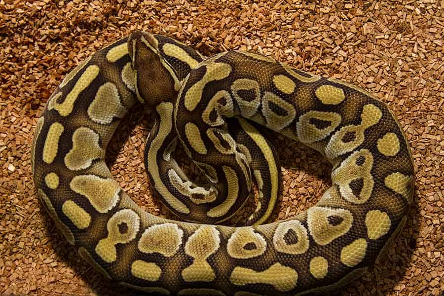 Ball Python