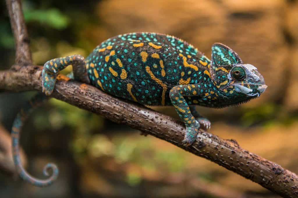 The Cutest, Cooliest, Punniest Pet Lizard Names