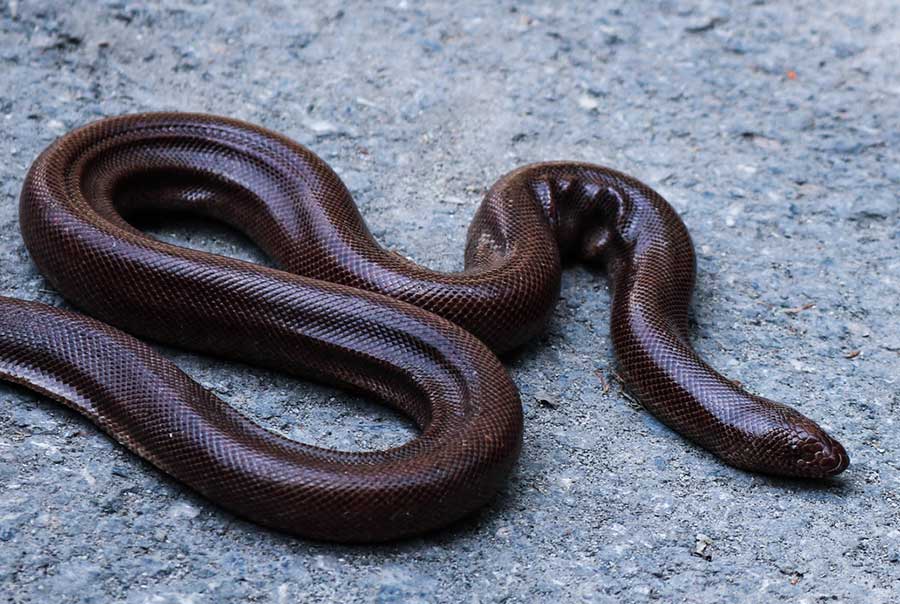 Brown House Snake