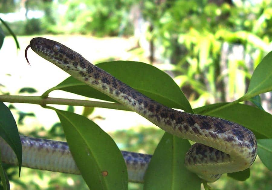 Children’s Python