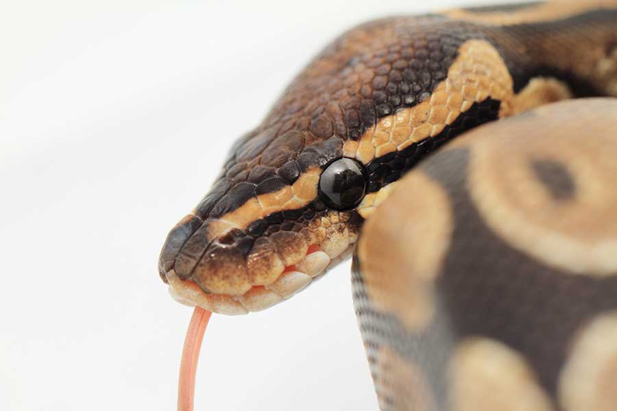 Do Ball Python Bites Hurt?