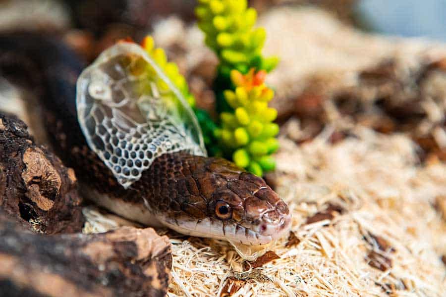 Ensuring Your Snake Has a Healthy Pooping Environment