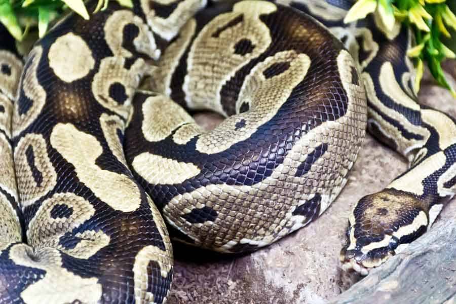 Factors That Affect Ball Python Growth