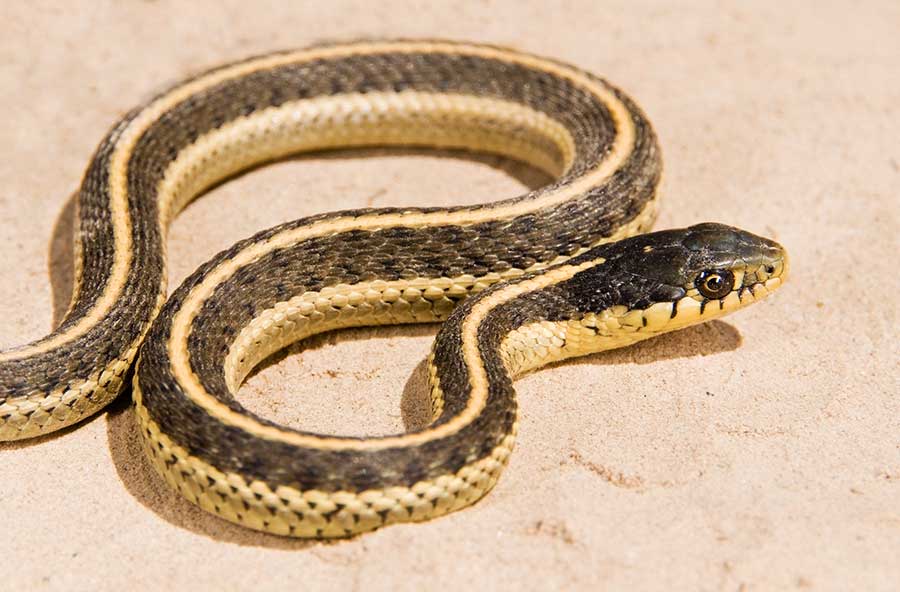 Garter Snake