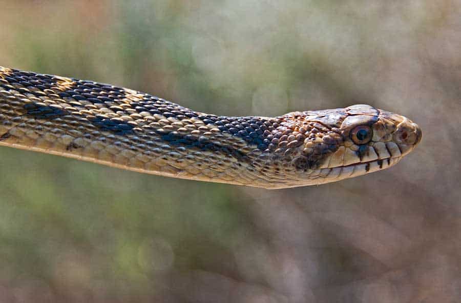 Gopher Snake