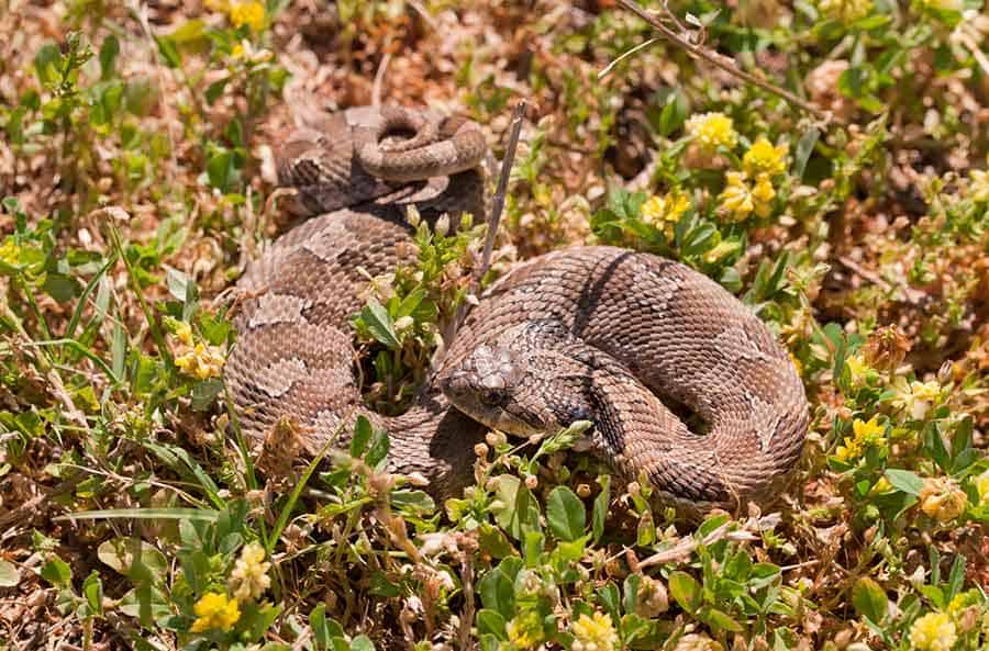 Hognose Snake