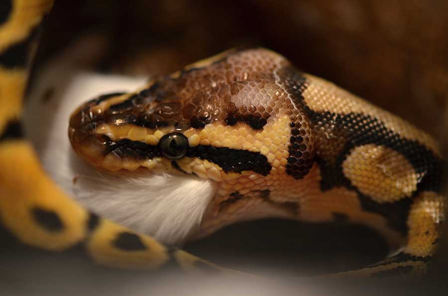 How Can I Get My Ball Python to Start Eating Again?