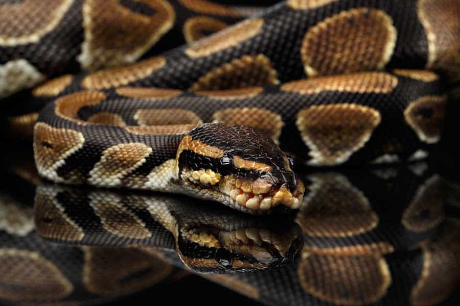 How Can I Help My Ball Python Shed Its Skin?