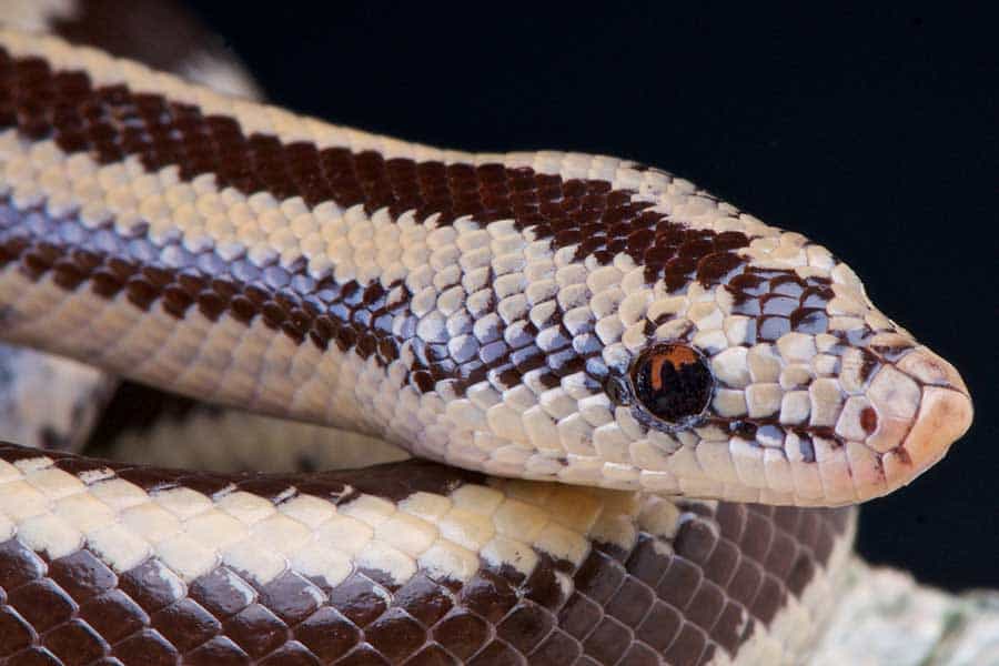 How Do Snakes Reproduce Sexually?