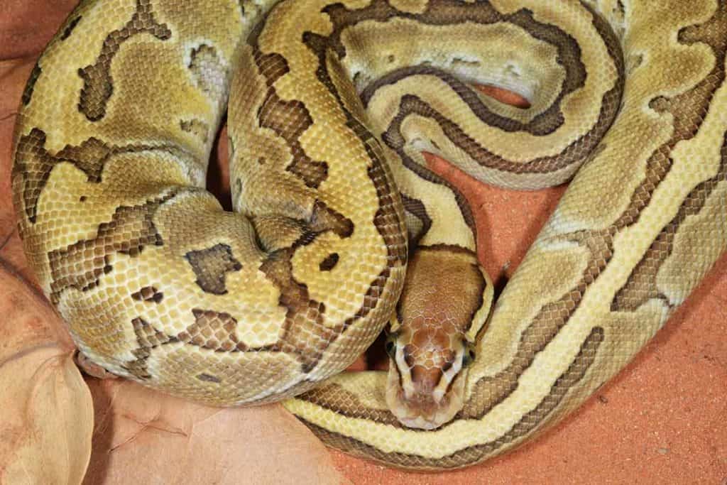 How Long Can a Ball Python Go Without Eating