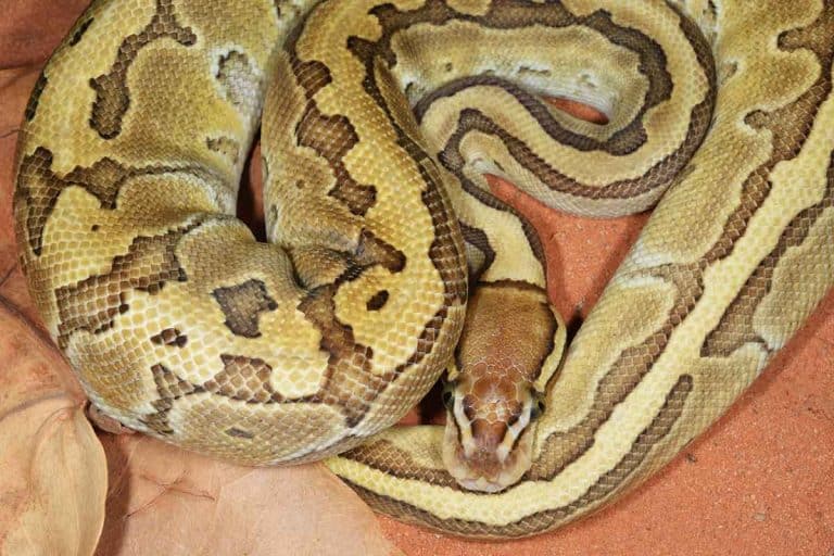 How Long Can A Ball Python Go Without Eating 9311