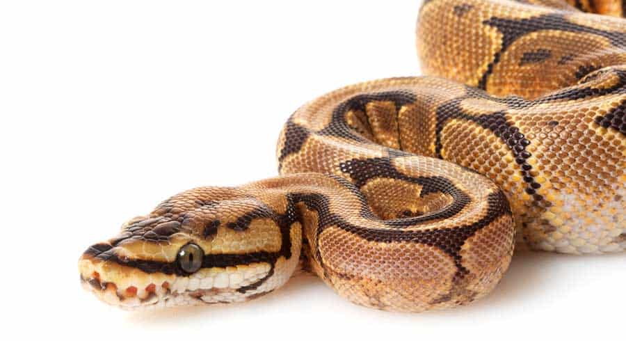 How Long Can an Adult Ball Python Go Without Food?