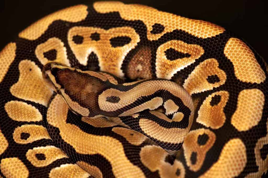 How Long Do Ball Pythons Live