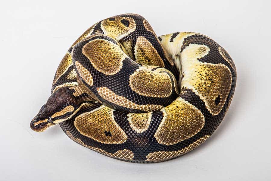 How Long Do Ball Pythons Live in Captivity?