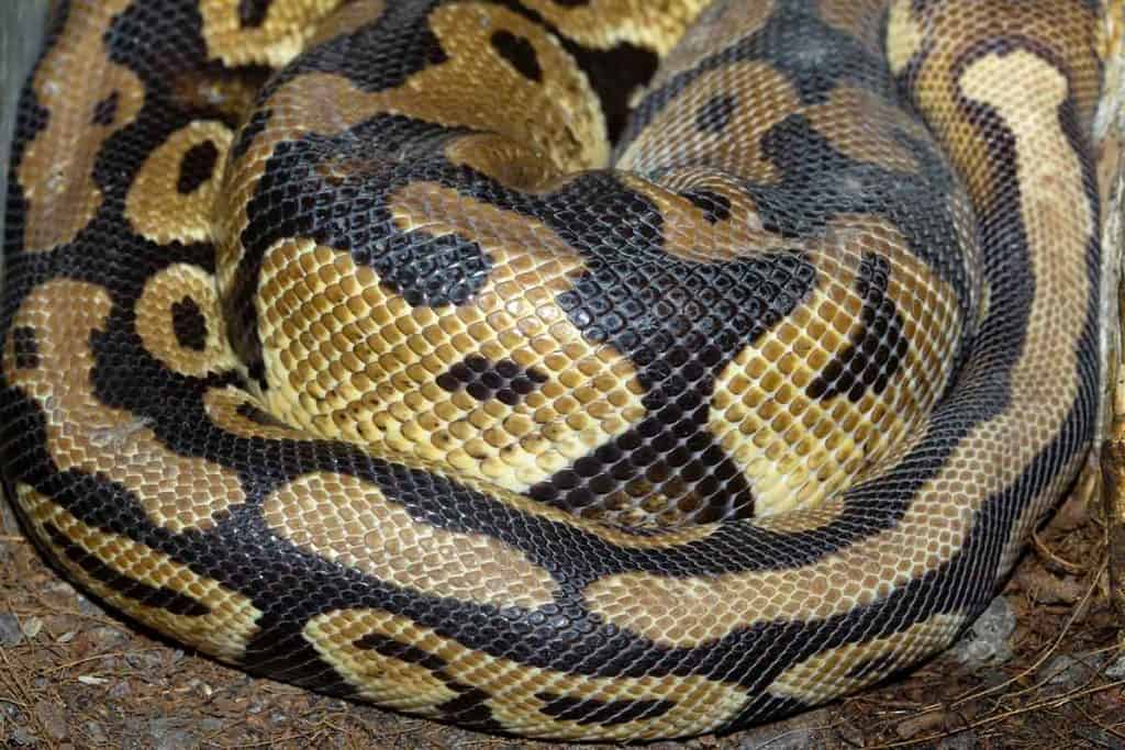 How Often Do Ball Pythons Shed