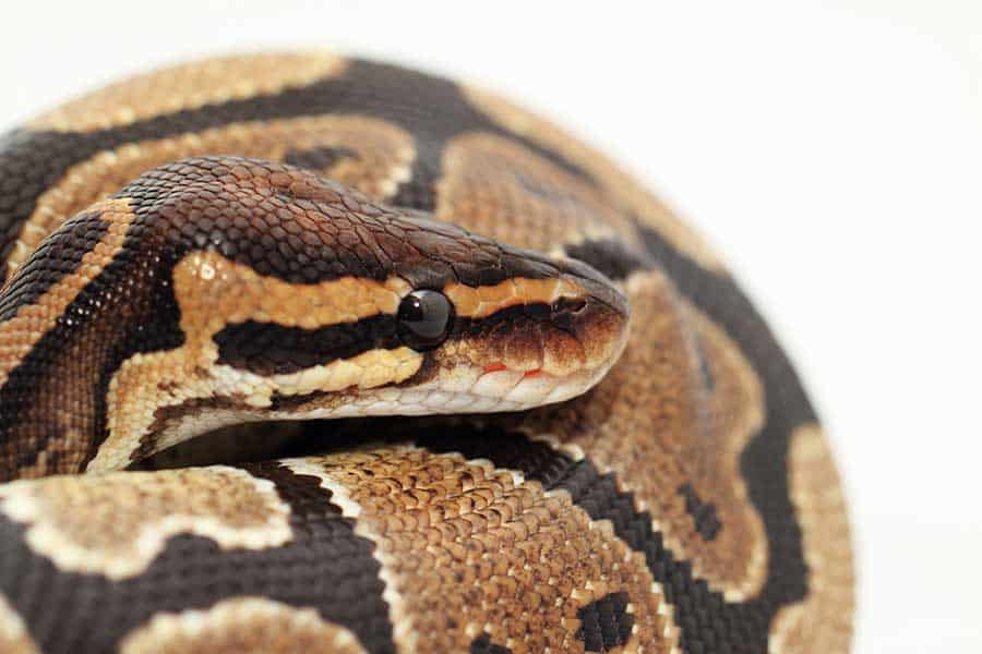 How Often Do Ball Pythons Shed in Each Growth Stage?