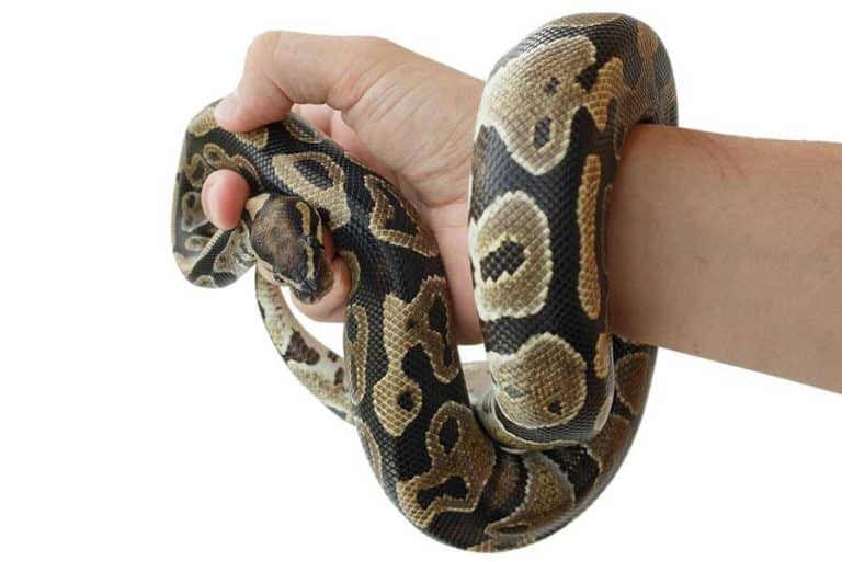 Male vs Female Ball Python (3 Ways to Tell Them Apart)