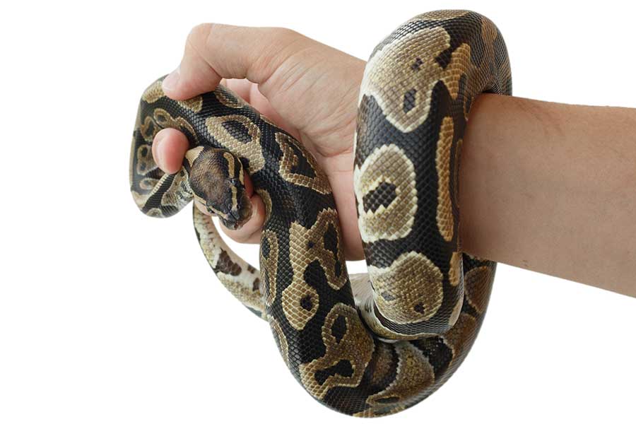 Male vs Female Ball Pythons: Is One Better Than the Other?