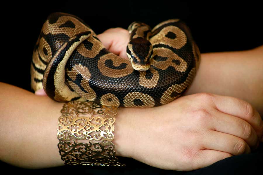 Male vs Female Ball Pythons: Overview