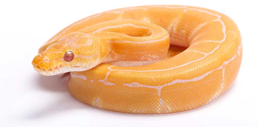 Prettiest Ball Python Morphs: From Least to Most Expensive