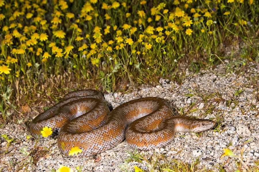 Rosy Boa