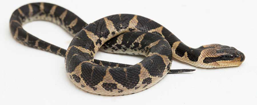 The Best Ball Python Morphs: The Prettiest and Most Colorful