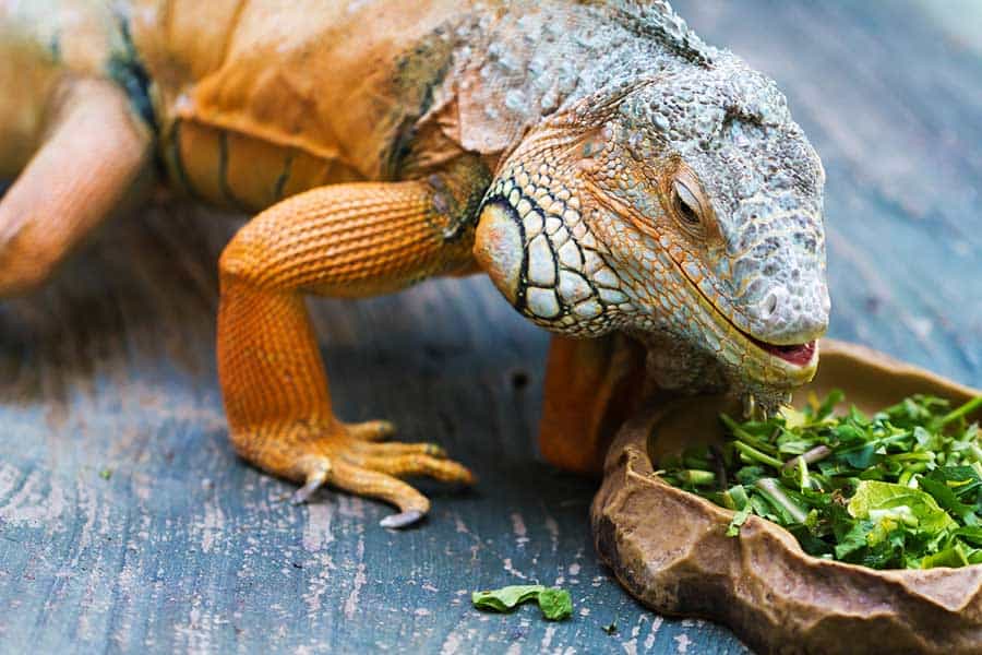 What Not to Feed Your Garden Lizard