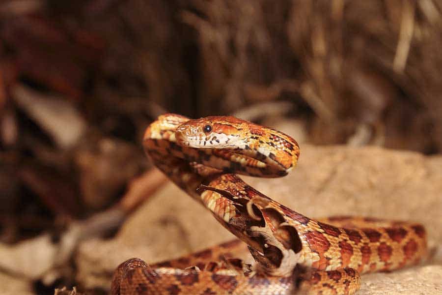What to Consider Before Breeding Snakes