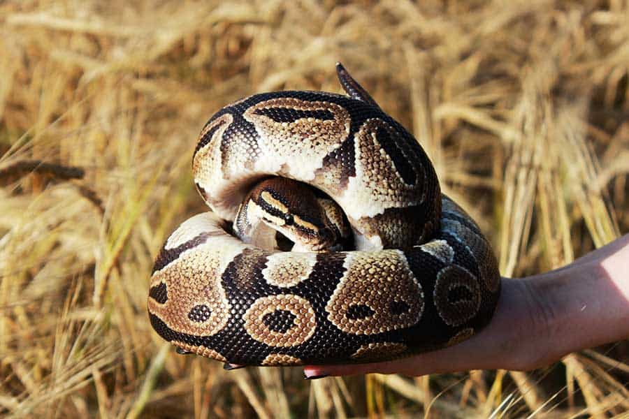 What to Do if a Ball Python Bites You
