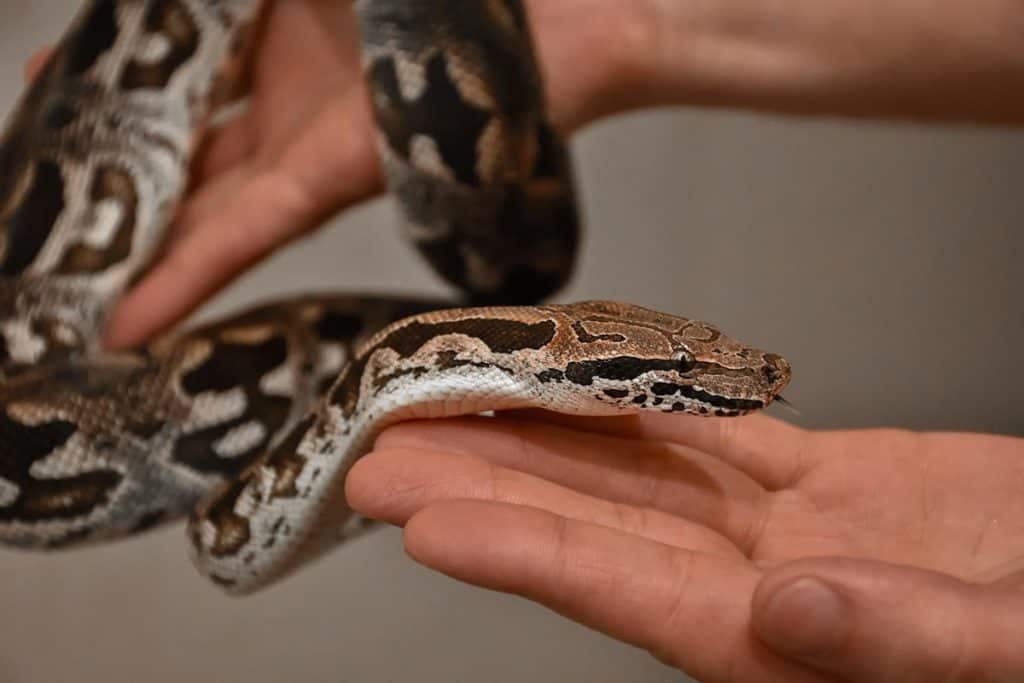 best ball python enclosure