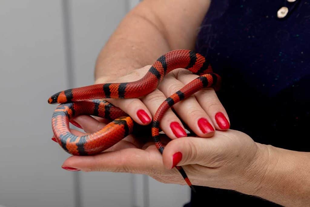 best small snakes for pets