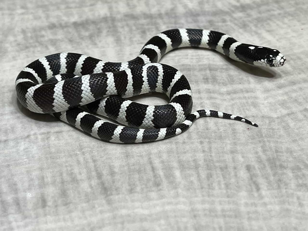 california kingsnake