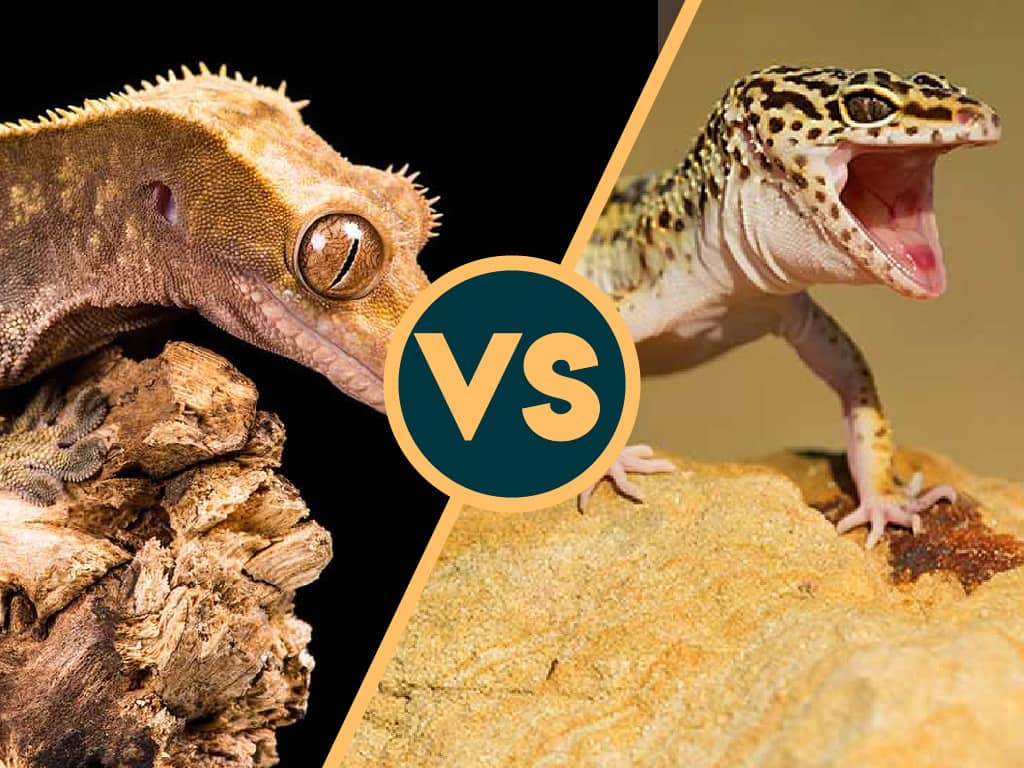crested gecko vs leopard gecko-01