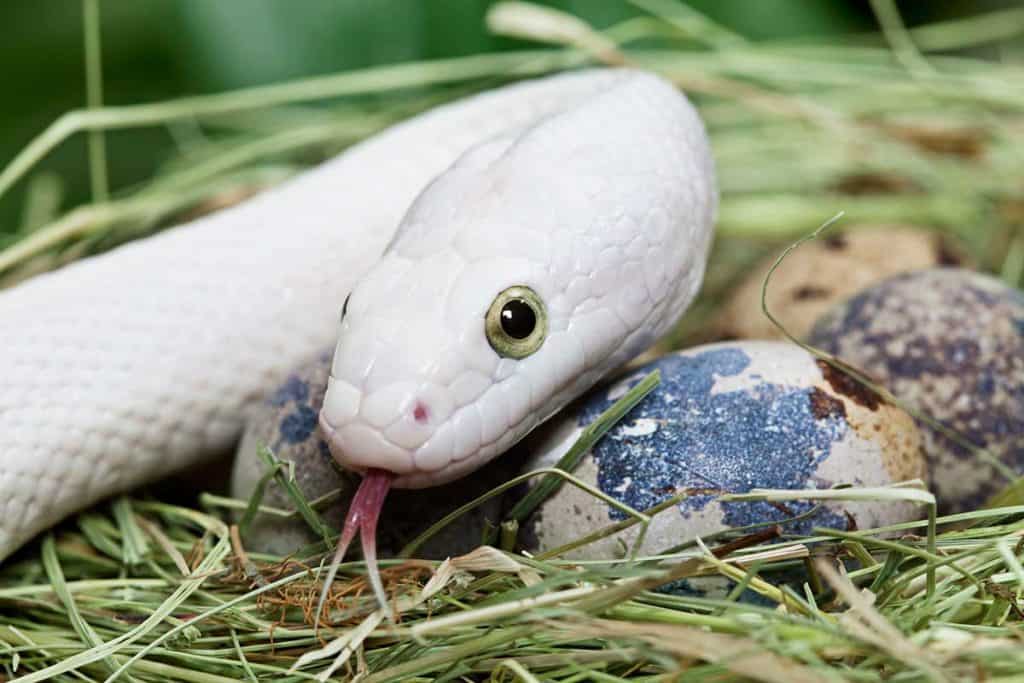 how do snakes reproduce