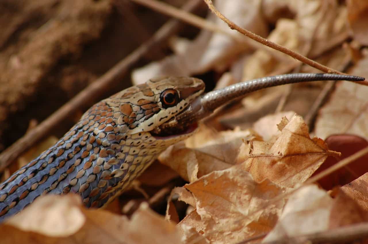 How Long Can A Snake Go Without Eating