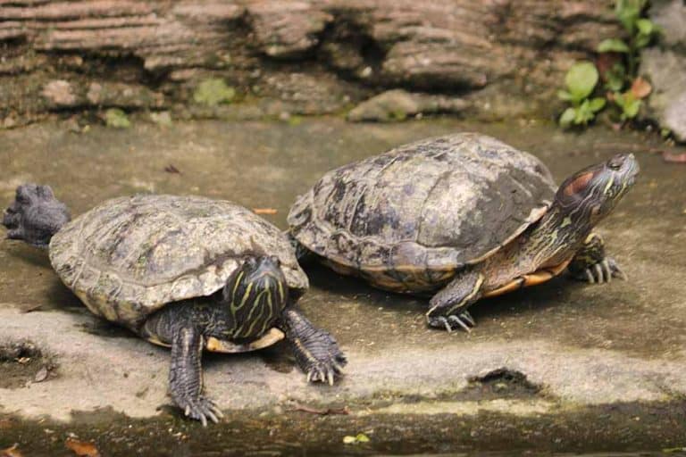 Turtle Shell Rot vs Shedding: Which Is Cause for Concern?