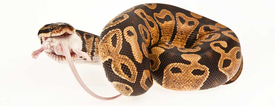 Ball Python Diet and Nutrition