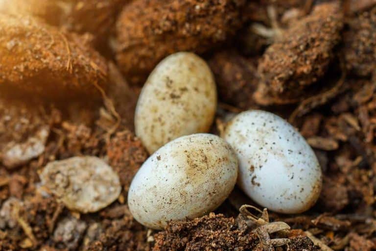 Snake Eggs vs Lizard Eggs: How to Tell the Difference