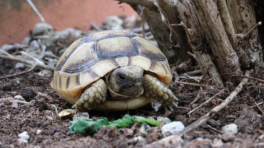 Egyptian/Kleinmann’s/Leith’s Tortoise