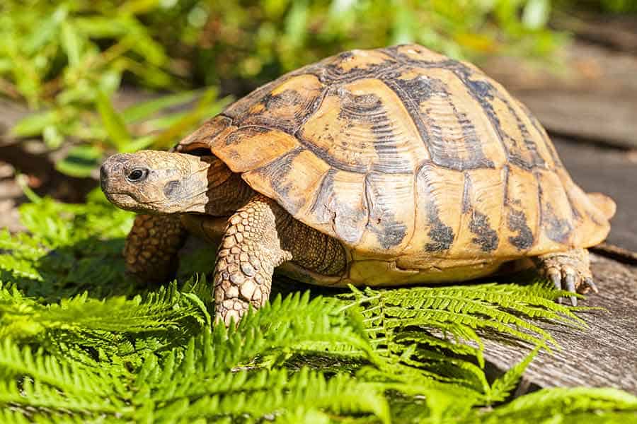 Feeding Your Pet Tortoise