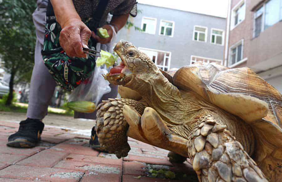 Feeding Your Sulcata Tortoise
