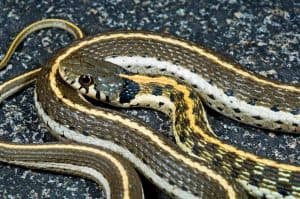 7 Snakes Give Live Birth Instead Of Laying Eggs