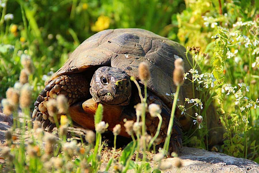 Greek (Mediterranean Spur-Thighed) Tortoise