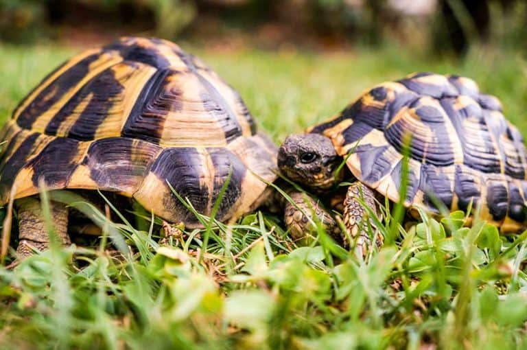 Best Pet Tortoise (Top 10 Pet Tortoises for You)