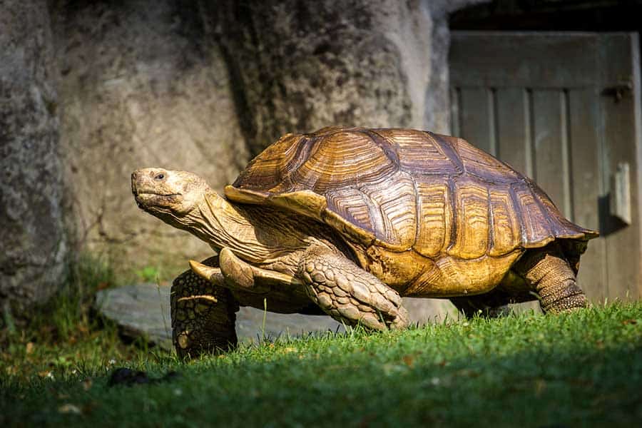 Housing Your Sulcata Tortoise