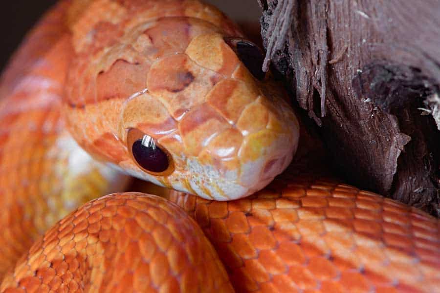 How Much Does a Corn Snake Cost to Feed?