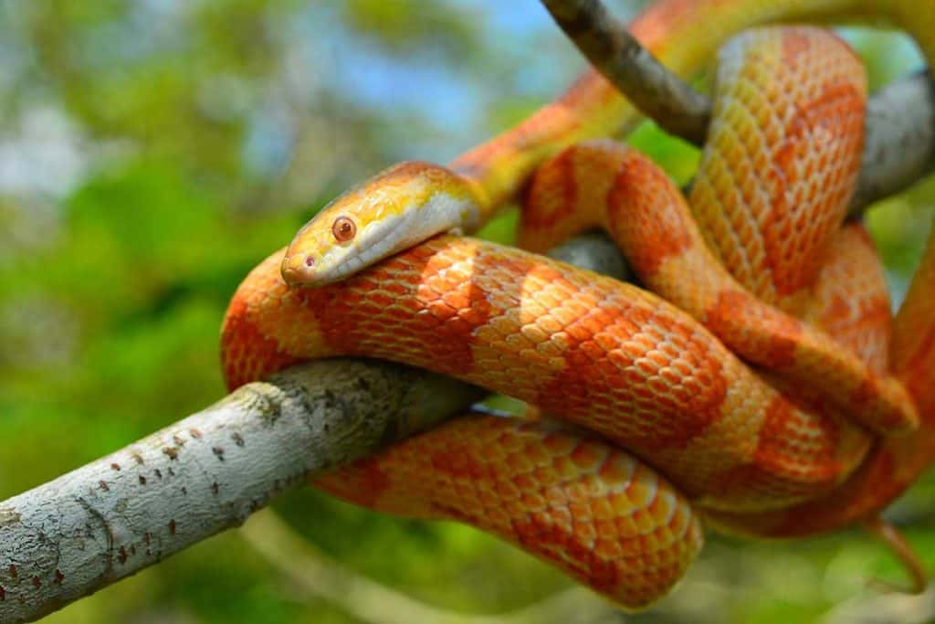 How Much Does a Corn Snake Cost? (2023 Breakdown)