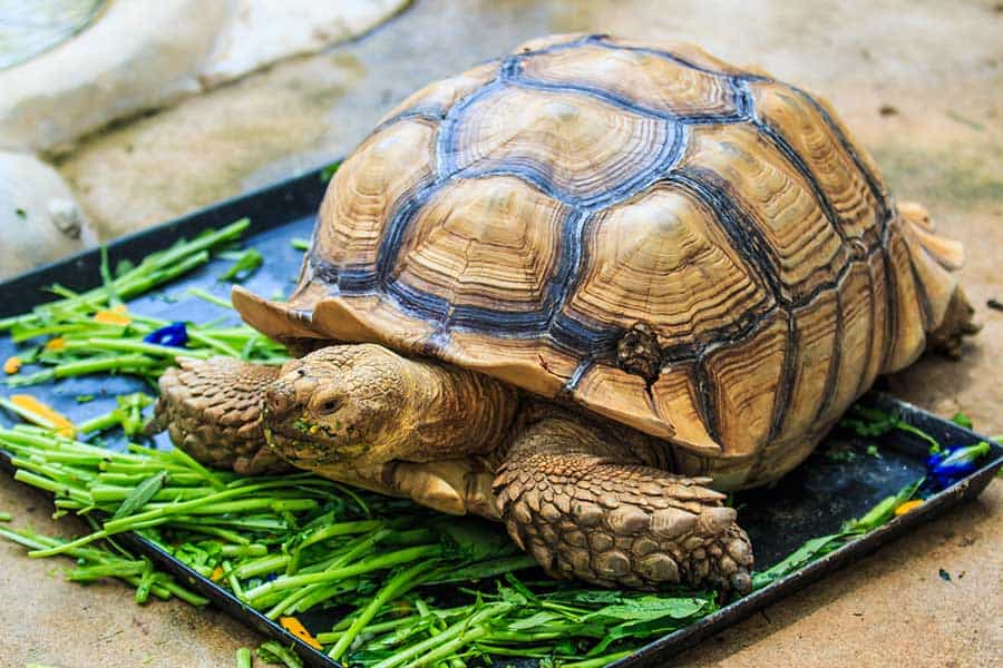 How Often Should You Feed Your Tortoise?