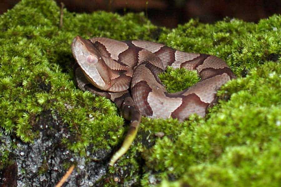 How to Identify a Baby Copperhead Snake