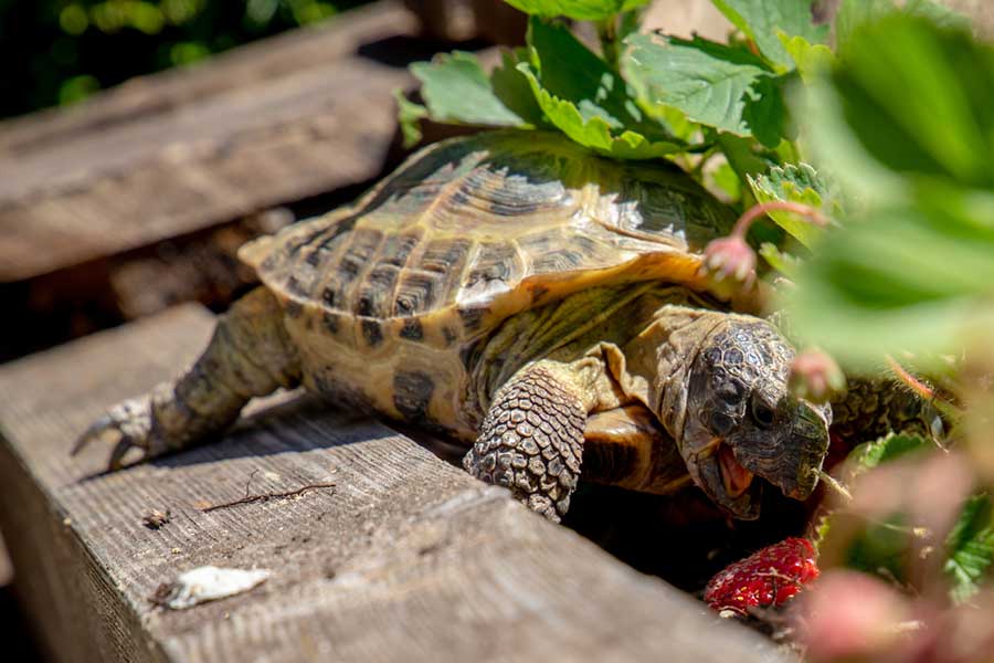 How to Increase a Tortoise’s Lifespan